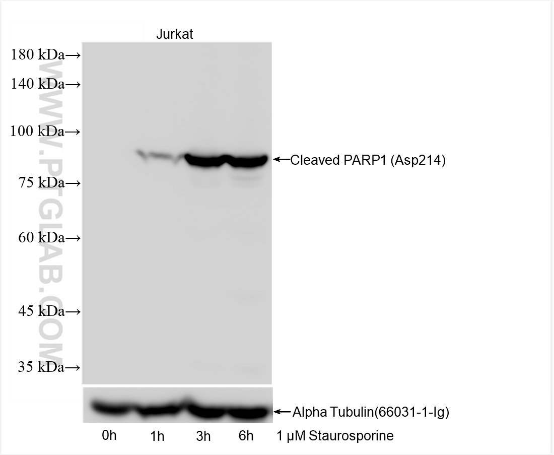 WB analysis using 85175-5-RR (same clone as 85175-5-PBS)
