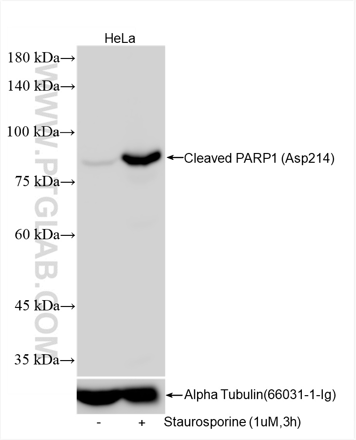 WB analysis of HeLa using 85175-5-RR (same clone as 85175-5-PBS)