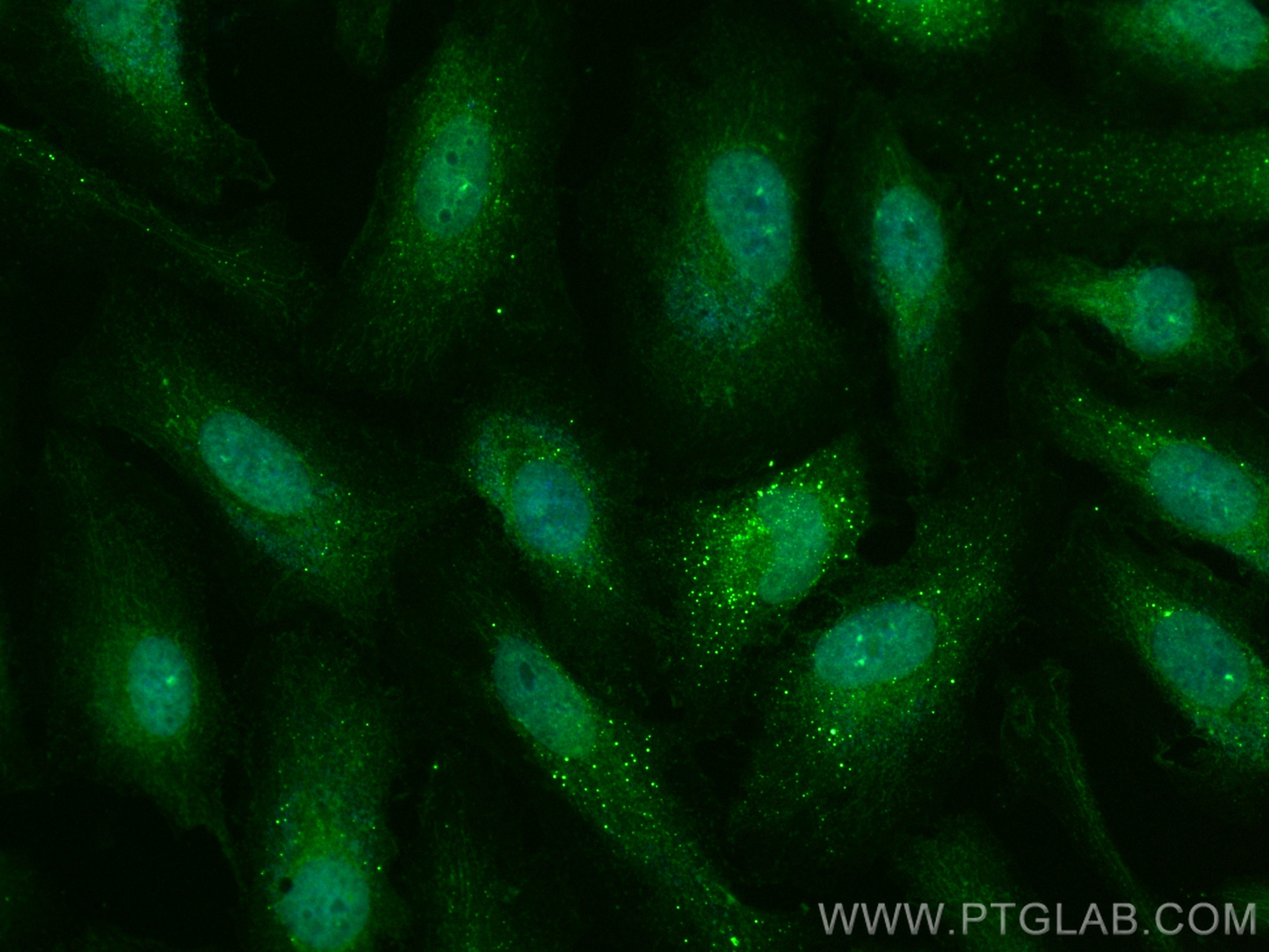 IF Staining of HeLa using CL488-12289