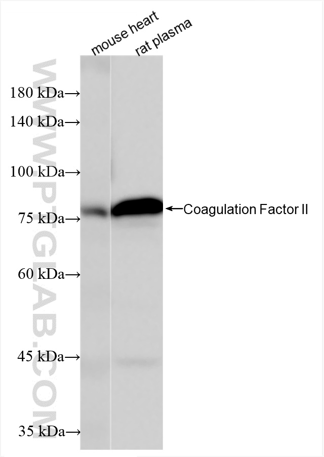 WB analysis using 83957-4-RR