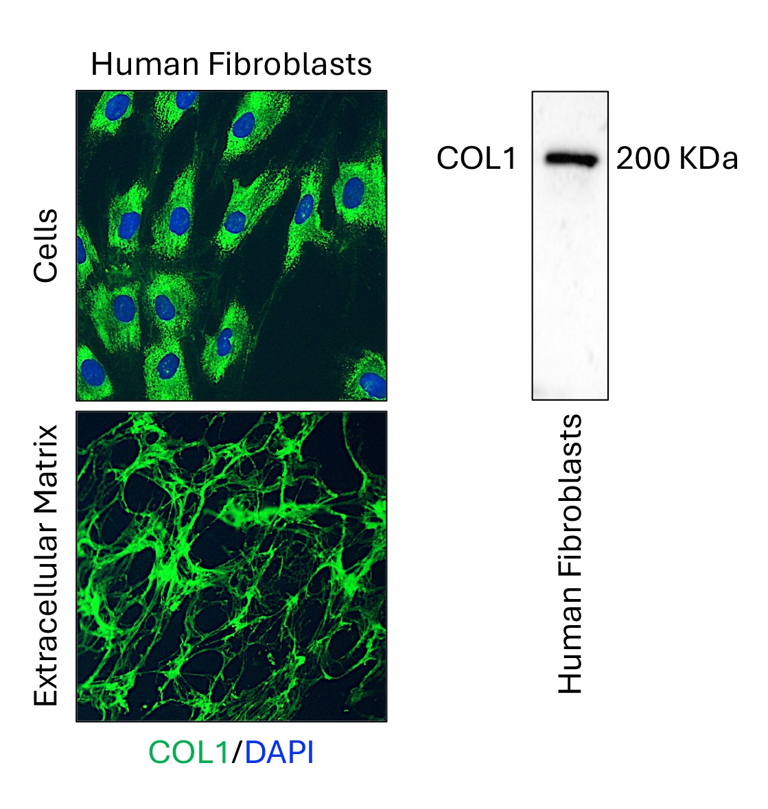 IF Staining of Human Fibroblasts using 67288-1-Ig