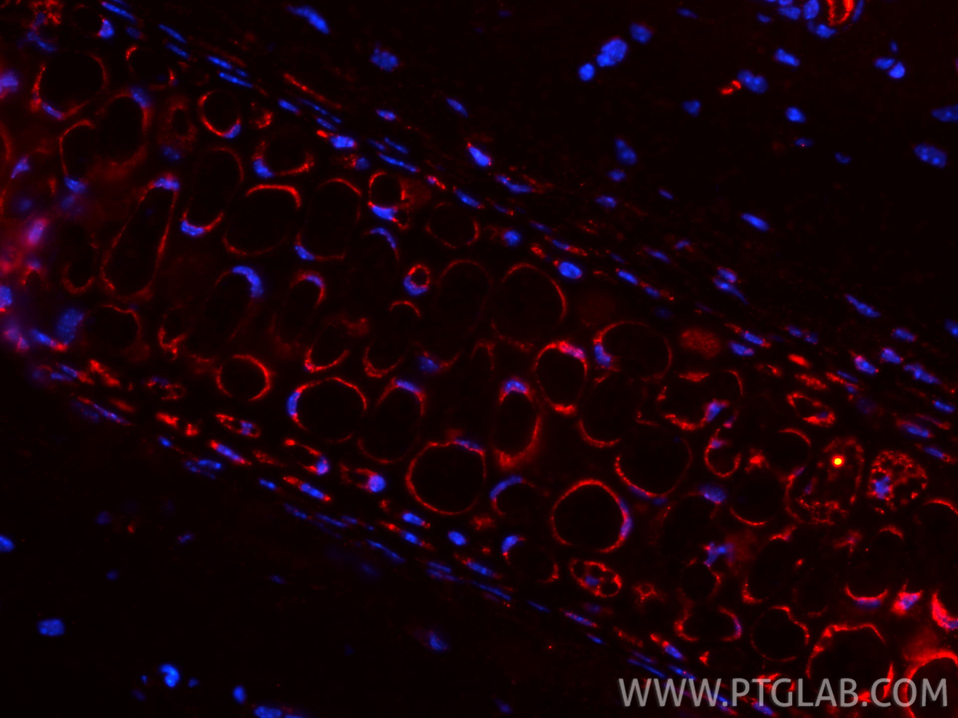 IF Staining of mouse skin using 28459-1-AP IF Staining of mouse skin using 28459-1-AP
