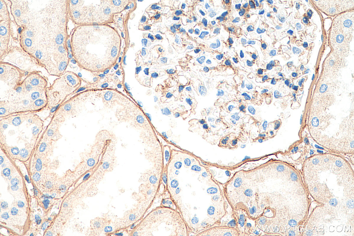 IHC staining of human kidney using 55131-1-AP