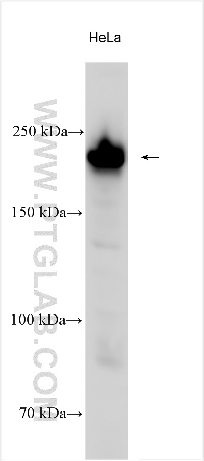 WB analysis using 55131-1-AP