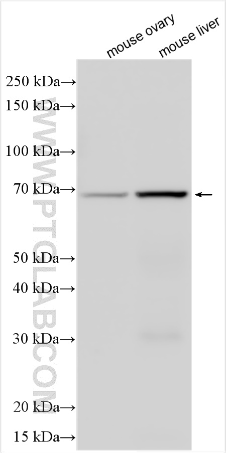 WB analysis using 24148-1-AP