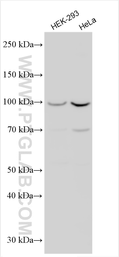 WB analysis using 24401-1-AP