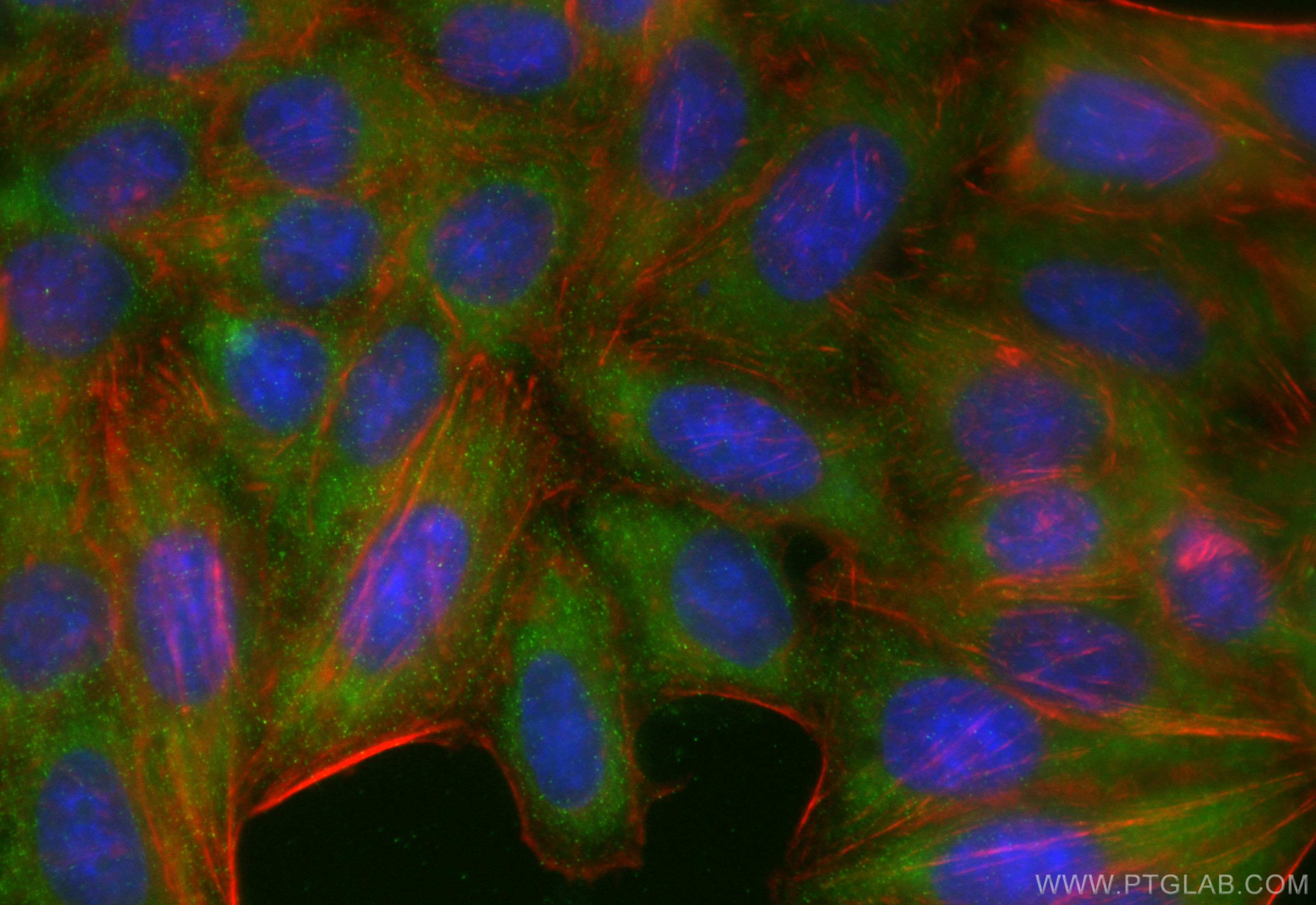 IF Staining of HepG2 using 84101-5-RR