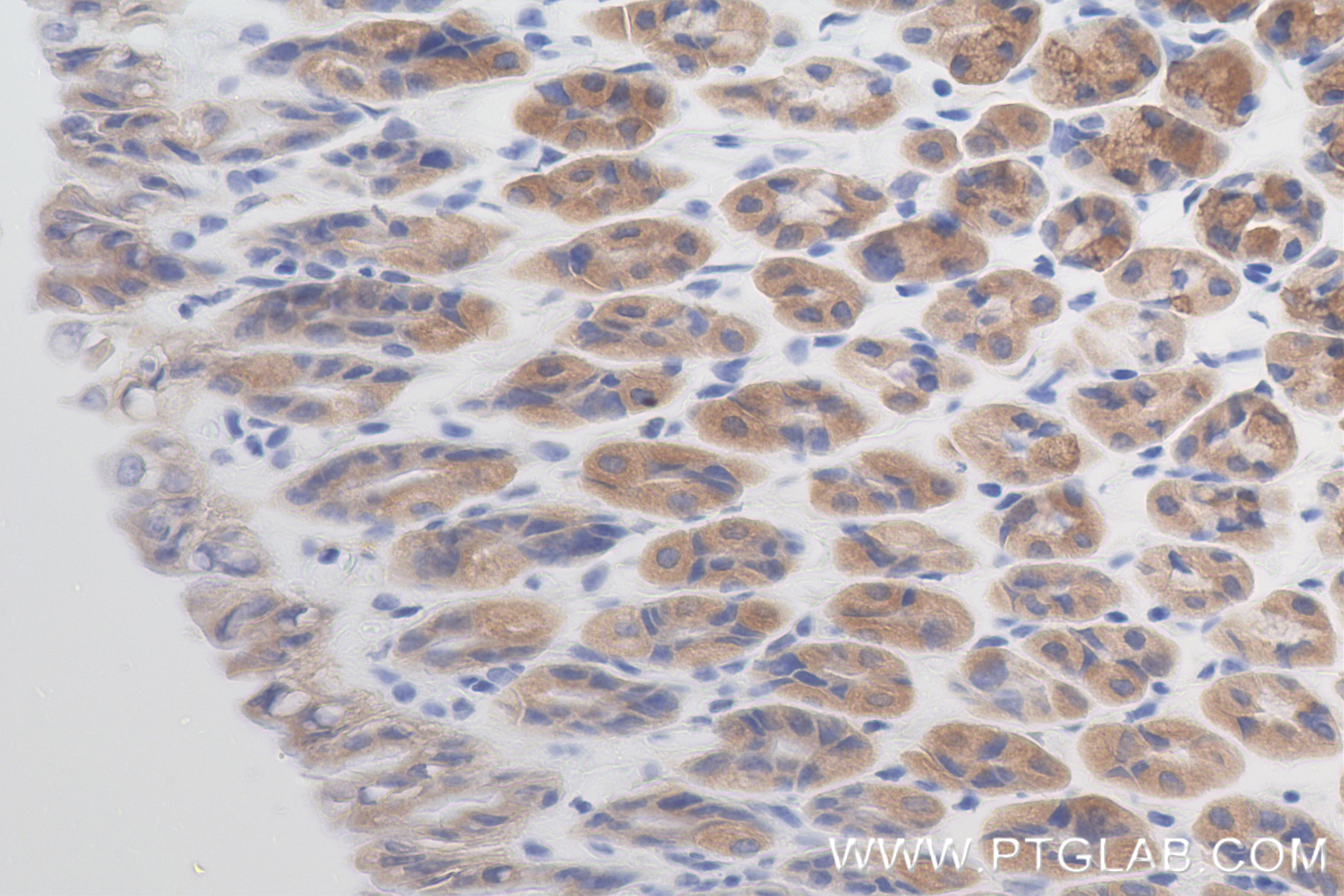 IHC staining of mouse stomach using 84851-4-RR (same clone as 84851-4-PBS)