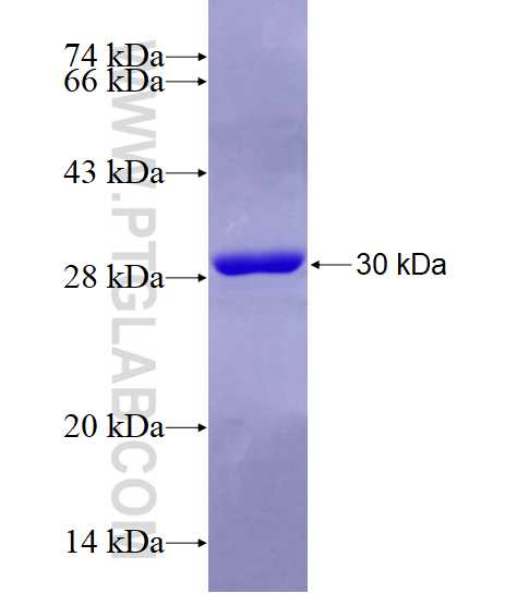 Connexin-26 fusion protein Ag10666 SDS-PAGE