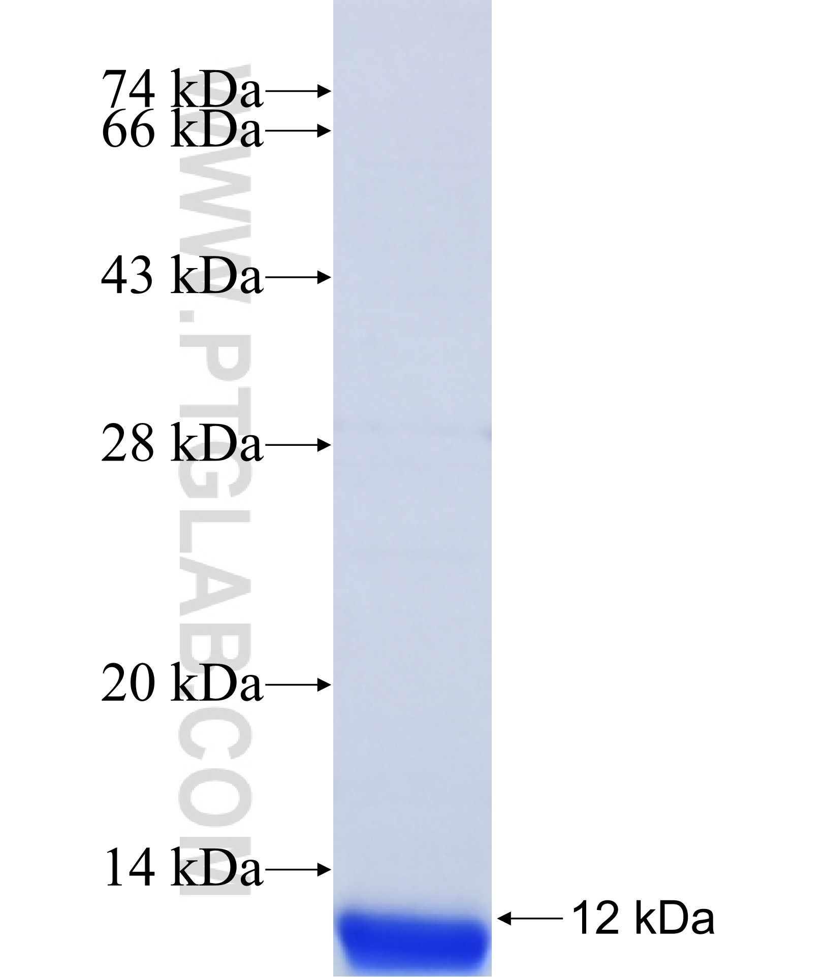 Connexin 32 fusion protein Ag42292 SDS-PAGE