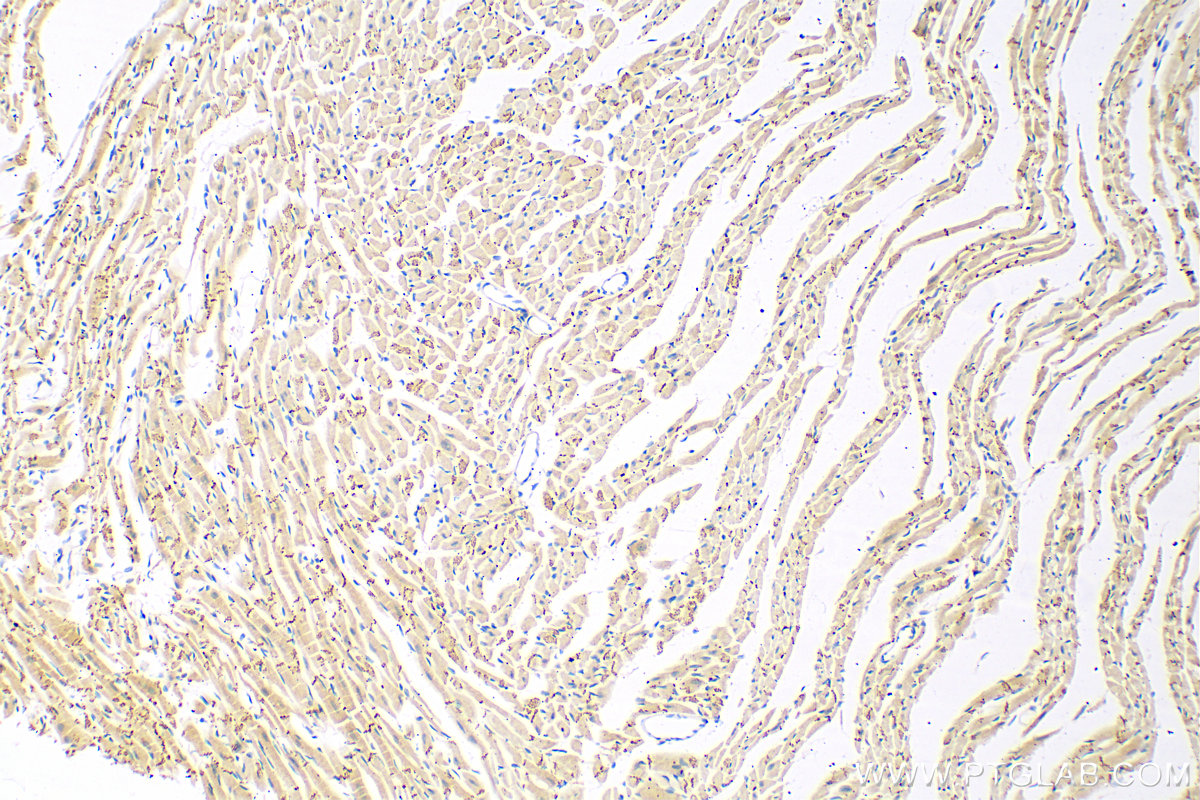 IHC staining of mouse heart using 26980-1-AP