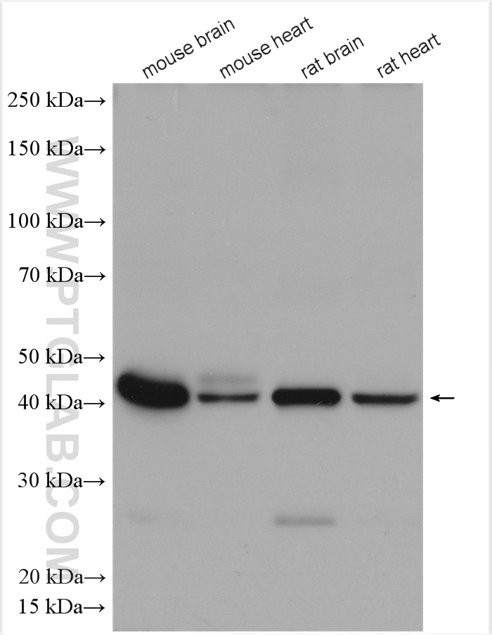 WB analysis using 26980-1-AP