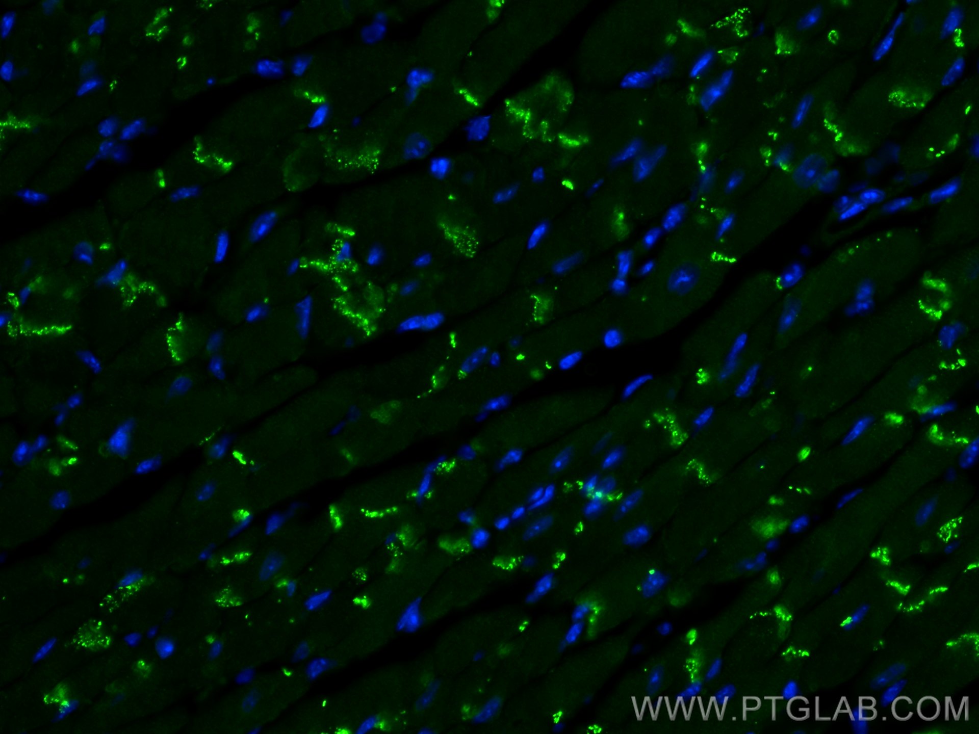 IF Staining of mouse heart using 80543-1-RR (same clone as 80543-1-PBS)