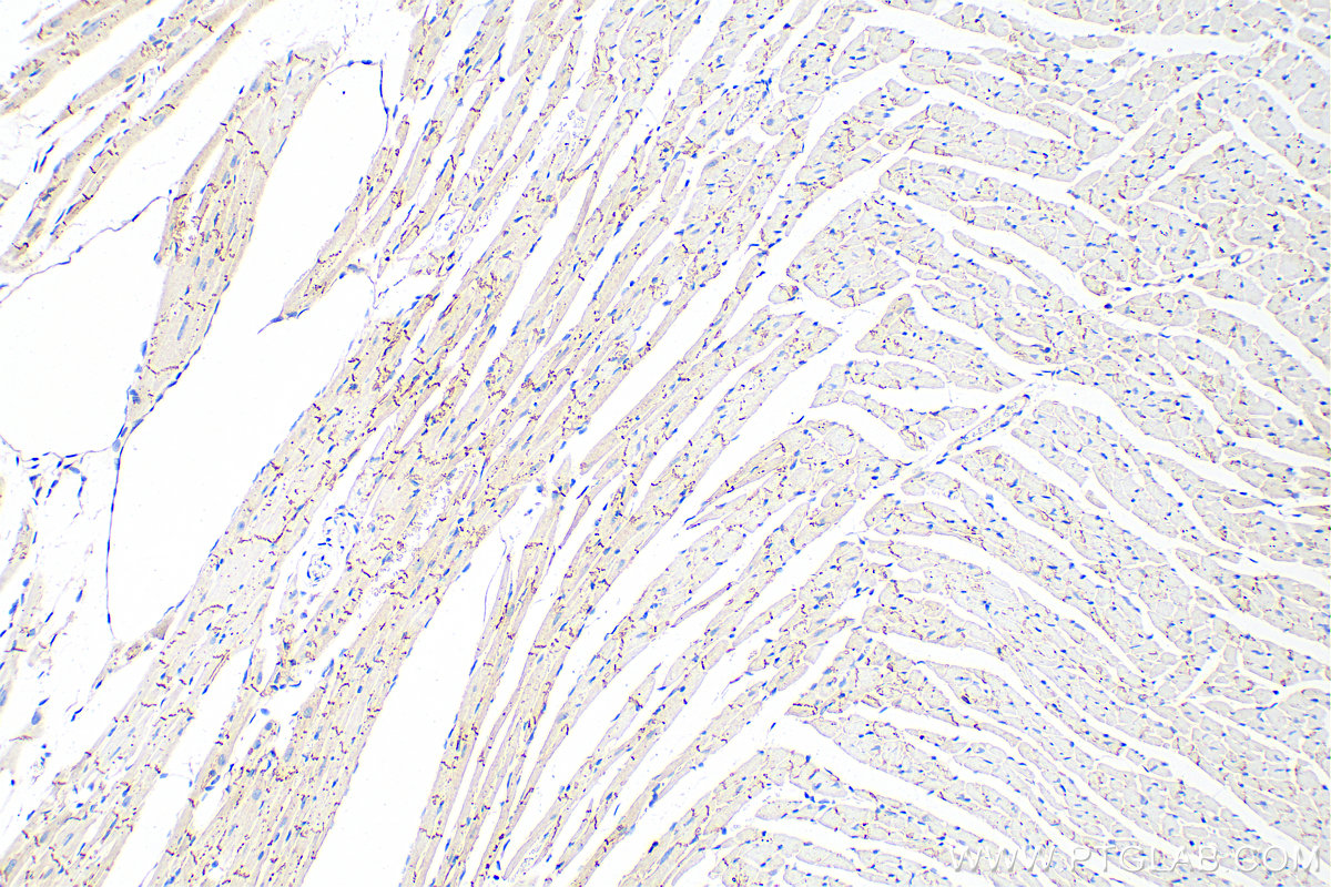 IHC staining of mouse heart using 80543-1-RR (same clone as 80543-1-PBS)