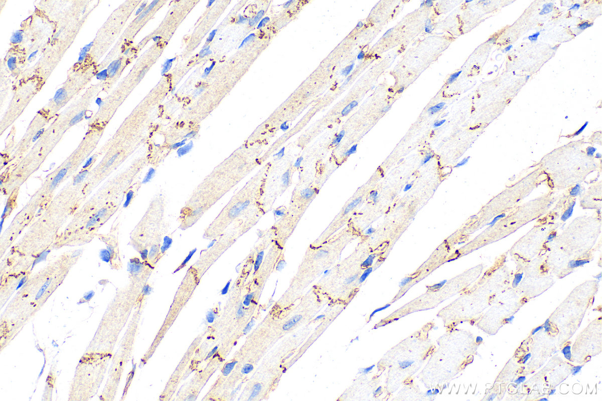 IHC staining of mouse heart using 80543-1-RR (same clone as 80543-1-PBS)