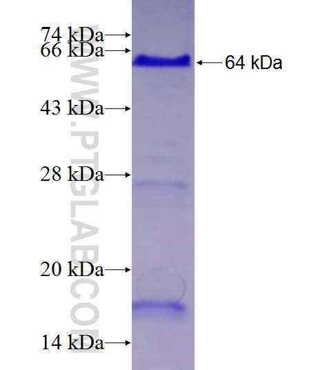 Cortactin fusion protein Ag28401 SDS-PAGE