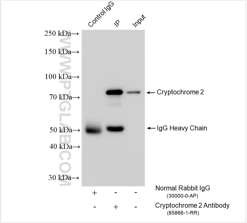 IP experiment of mouse brain using 85866-1-RR