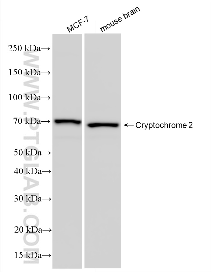 WB analysis using 85866-1-RR