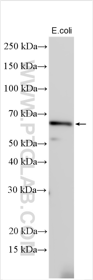 WB analysis using 30123-1-AP