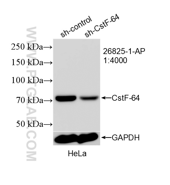 WB analysis of HeLa using 26825-1-AP WB analysis of HeLa using 26825-1-AP