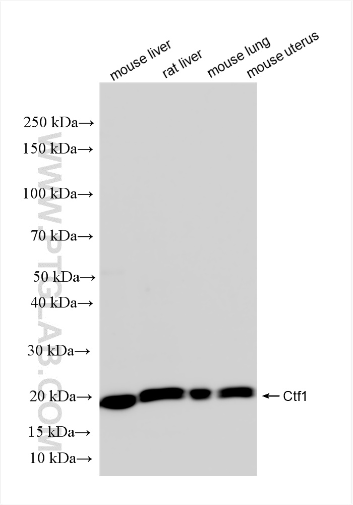 WB analysis using 85828-4-RR