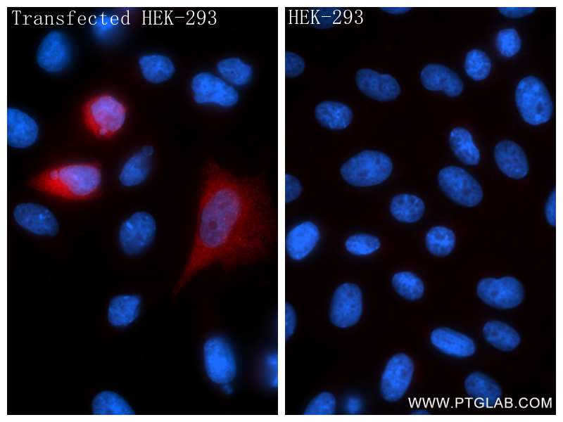 IF Staining of Transfected HEK-293 using 86564-1-RR