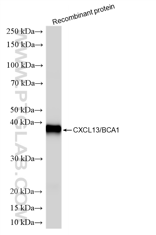 WB analysis of Recombinant protein using 86564-1-RR
