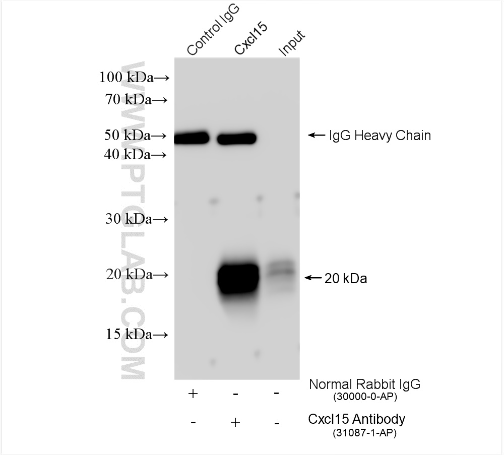 IP experiment of mouse lung using 31087-1-AP