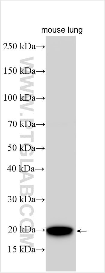 WB analysis using 31087-1-AP