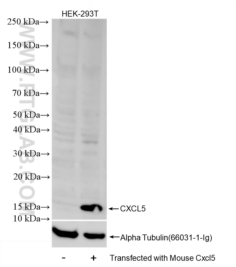 WB analysis of Transfected HEK-293T using 85747-1-RR