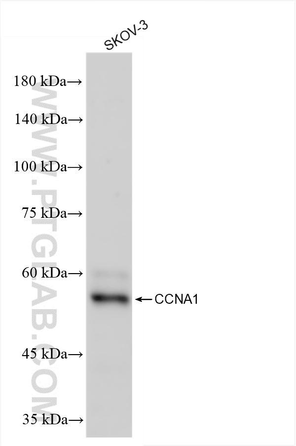 WB analysis of SKOV-3 using 86151-1-RR (same clone as 86151-1-PBS)