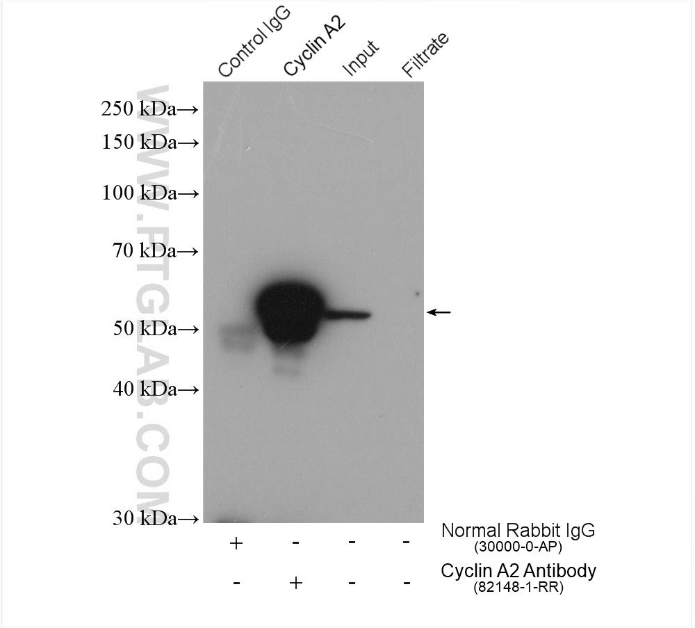 IP experiment of HeLa using 82148-1-RR