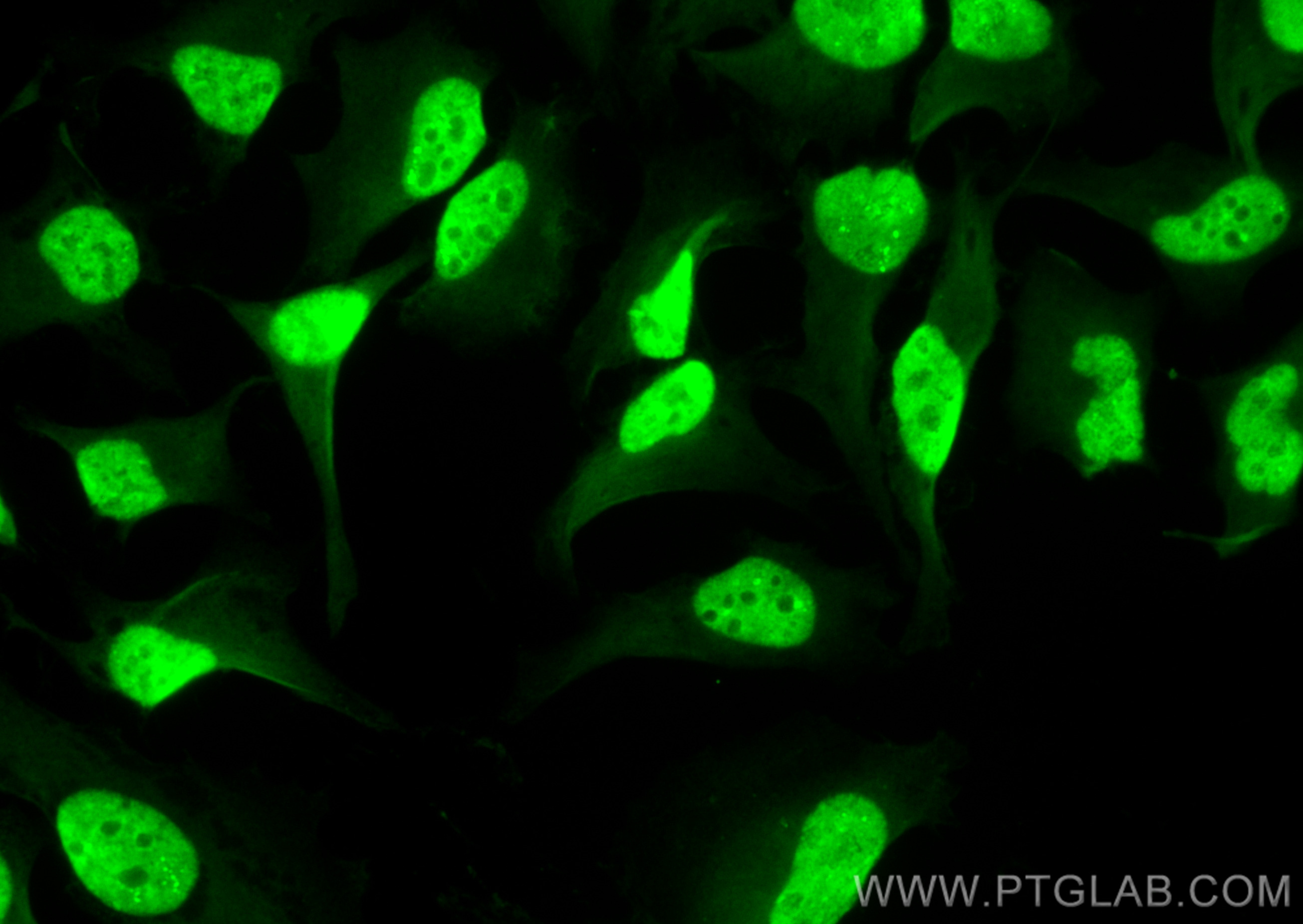 IF Staining of HeLa using CL488-82148