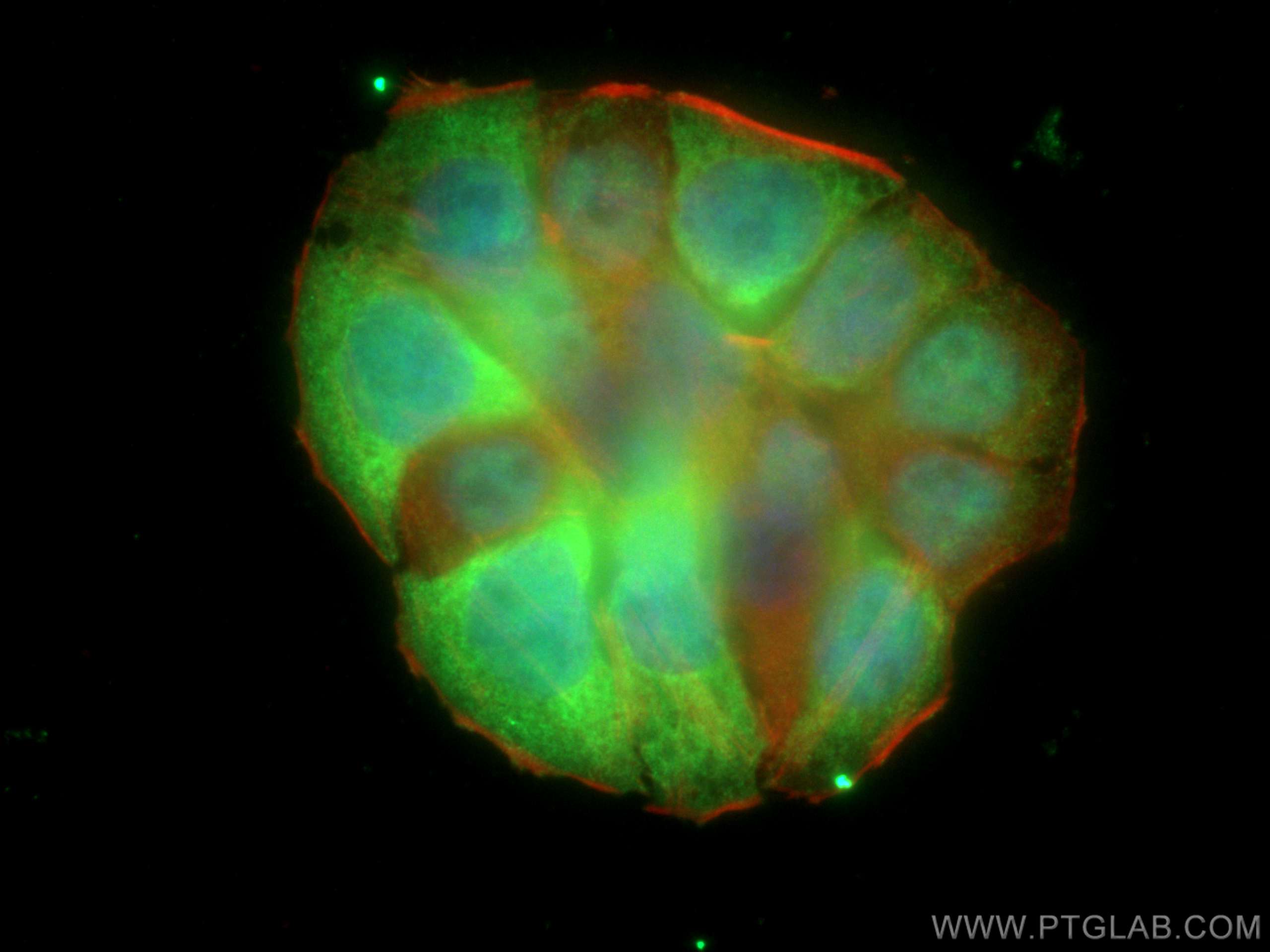 IF Staining of HT-29 using 28603-1-AP