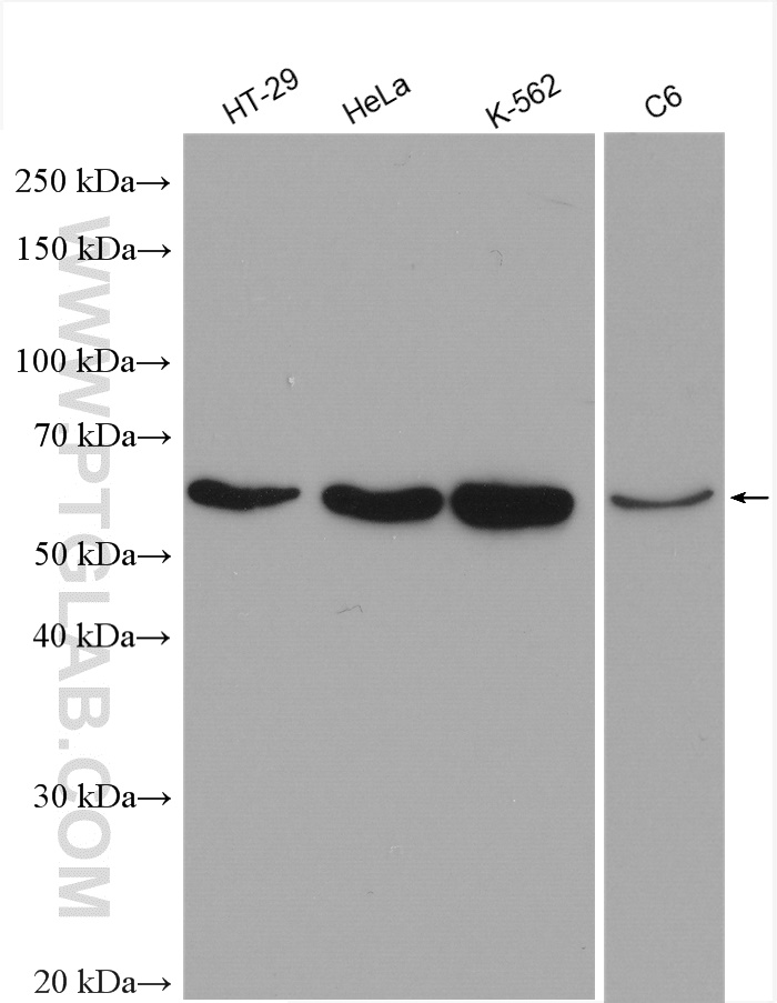 WB analysis using 28603-1-AP