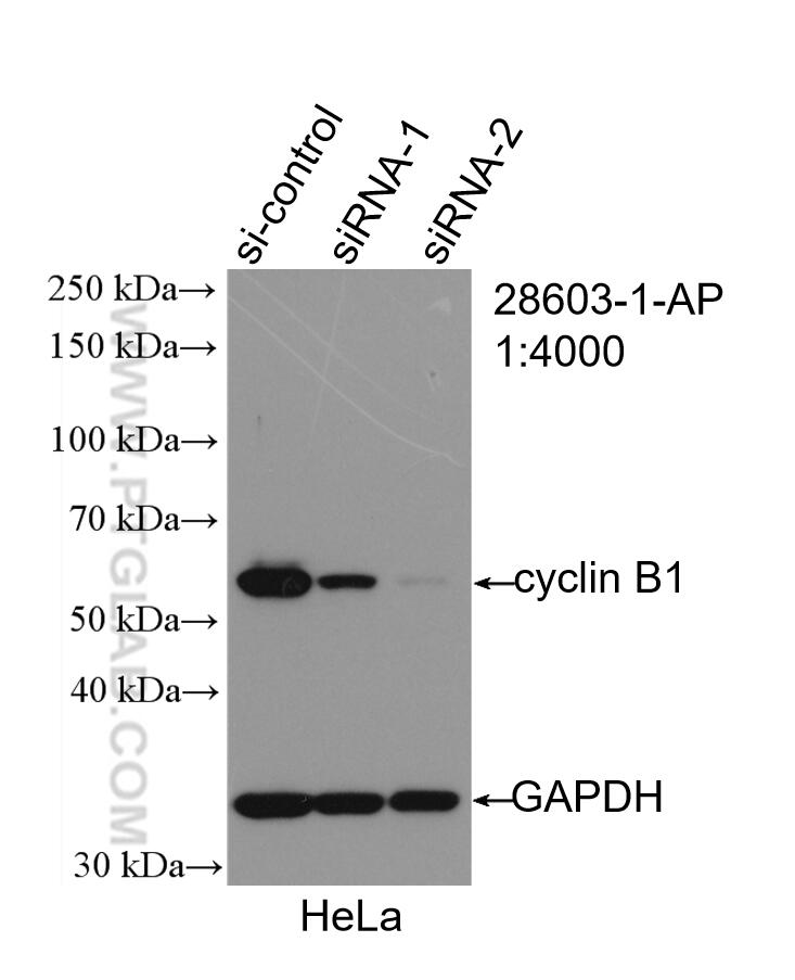 WB analysis of HeLa using 28603-1-AP