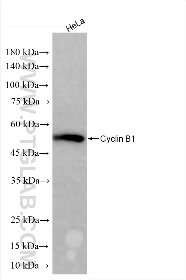 WB analysis using 85895-3-RR (same clone as 85895-3-PBS)