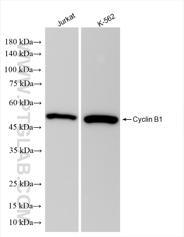 WB analysis using 85895-3-RR (same clone as 85895-3-PBS)
