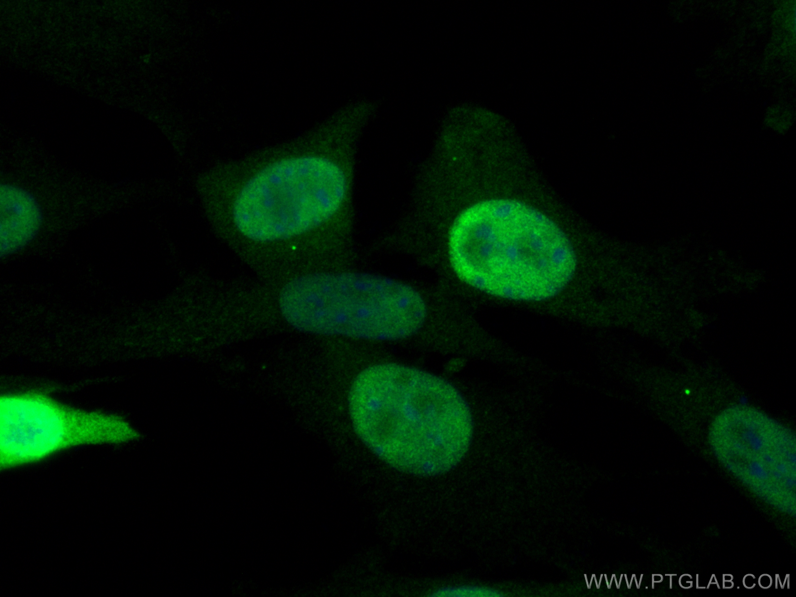 IF Staining of NIH/3T3 using 26939-1-AP