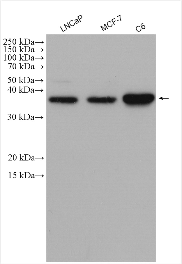 WB analysis using 26939-1-AP