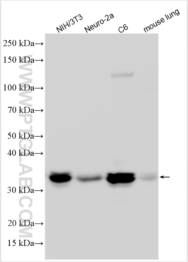 WB analysis using 26939-1-AP