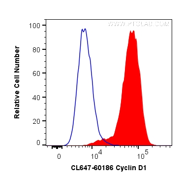 Cyclin D1