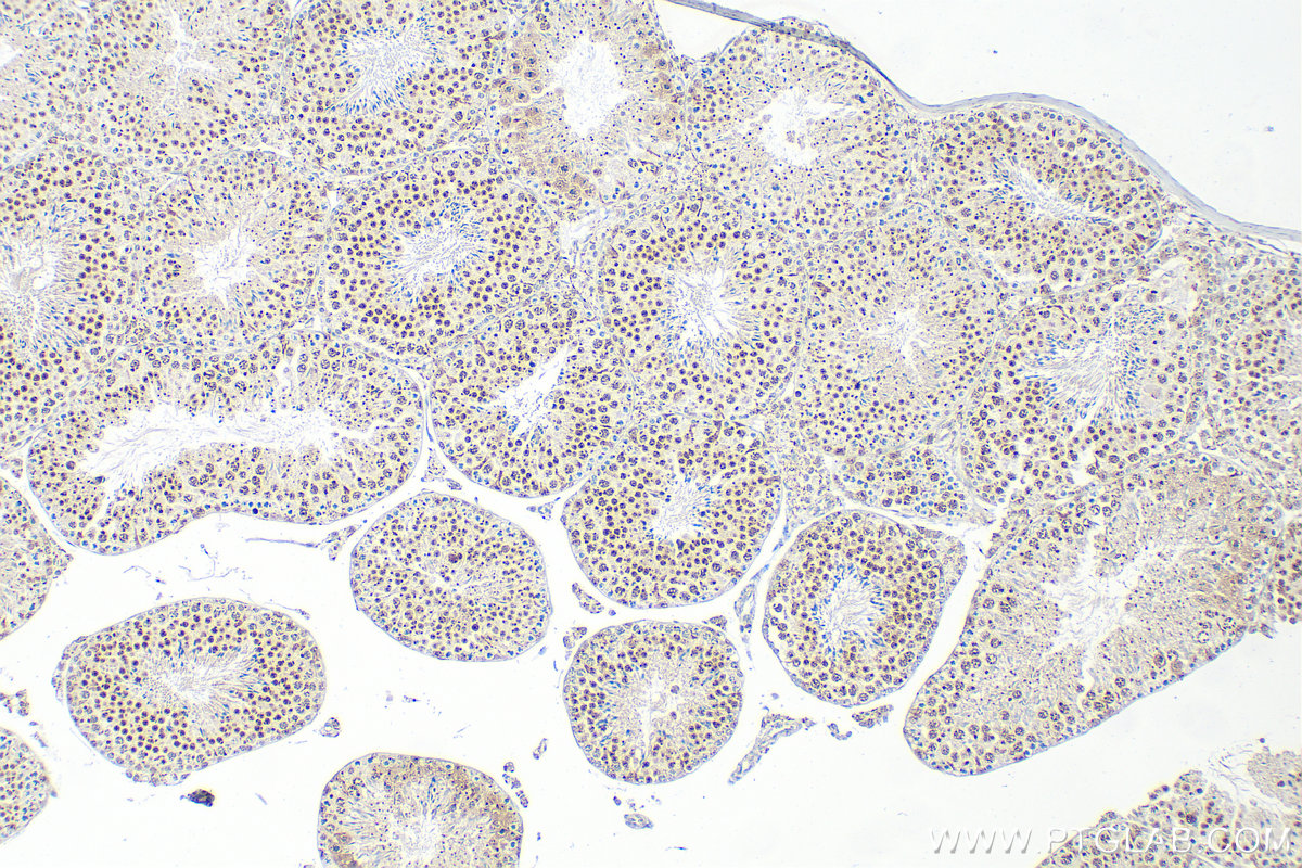 IHC staining of mouse testis using 82700-9-RR (same clone as 82700-9-PBS)
