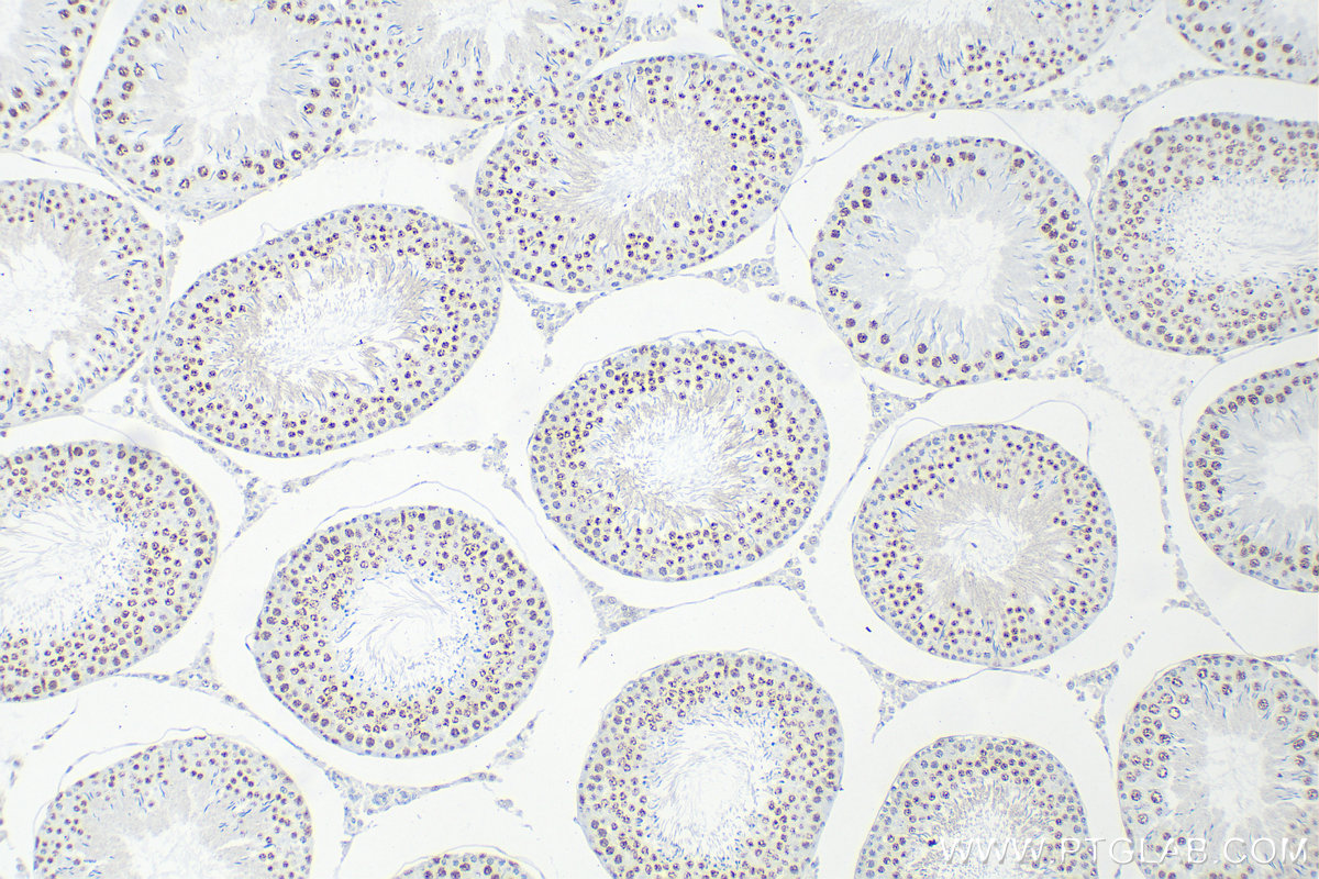 IHC staining of rat testis using 82700-9-RR (same clone as 82700-9-PBS)