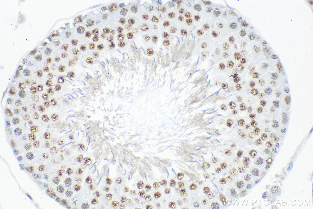 IHC staining of rat testis using 82700-9-RR (same clone as 82700-9-PBS)