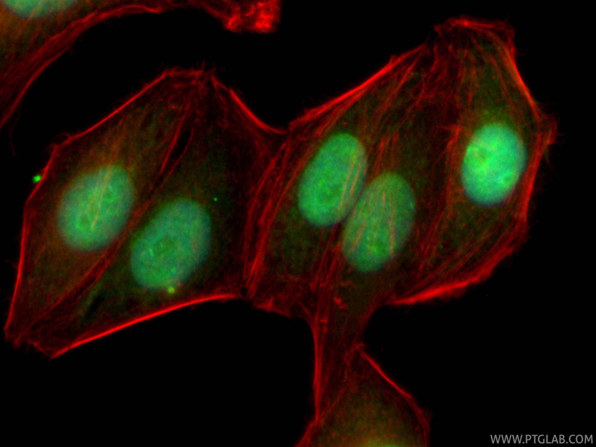 Immunofluorescent analysis of (4% PFA) fixed HepG2 cells using CoraLite® Plus 488 Cyclin E1 antibody (CL488-82700-9, Clone: 240136H5 ) at dilution of 1:200, CL594-phalloidin (red). IF Staining of HepG2 using CL488-82700-9