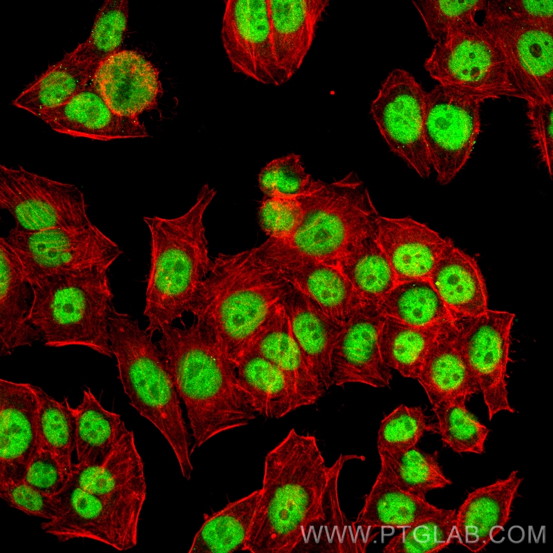 IF Staining of PC-3 using 67065-1-Ig (same clone as 67065-1-PBS)