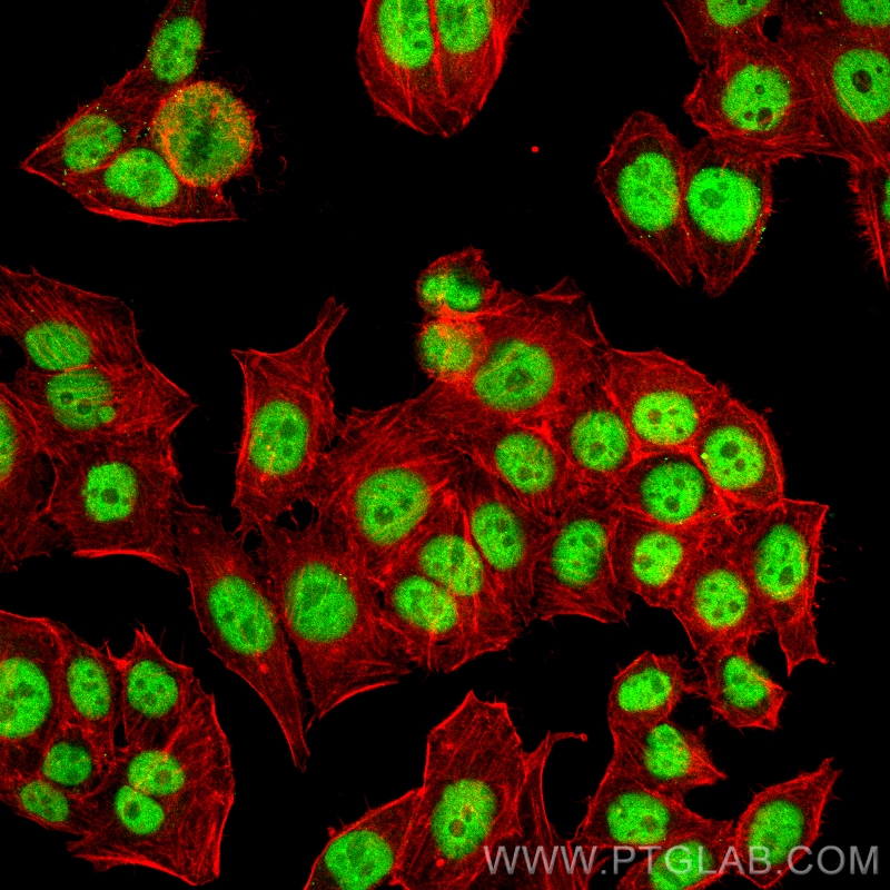 IF Staining of PC-3 using 67065-1-Ig