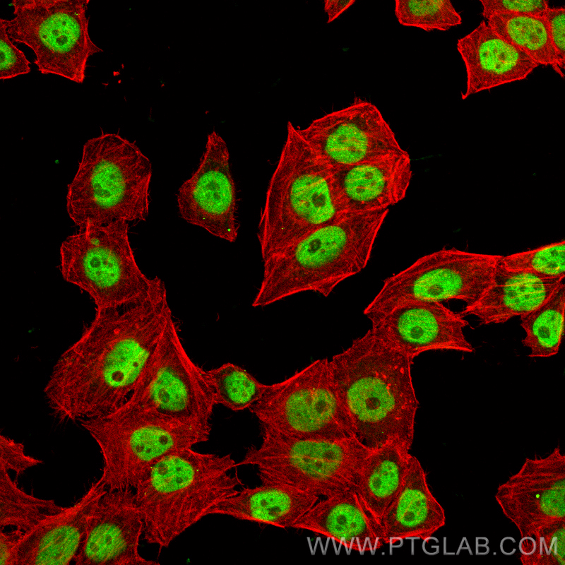 IF Staining of PC-3 using CL488-67065