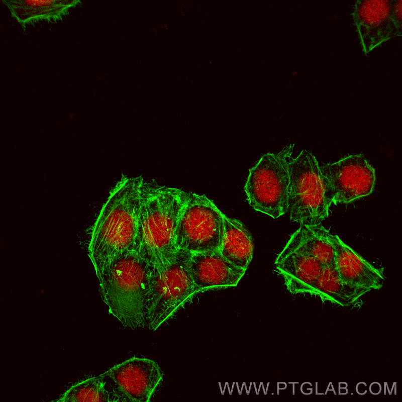 IF Staining of PC-3 using CL594-67065